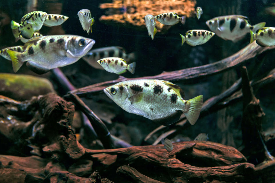 Archerfish. (RussieseO / Getty Images / iStockphoto)