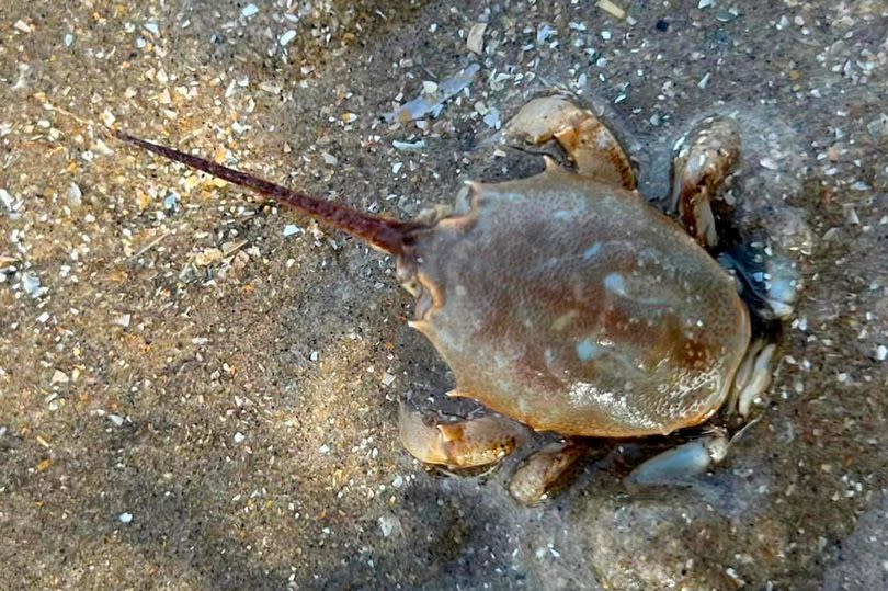 The little crab looks to re-bury itself in the sand