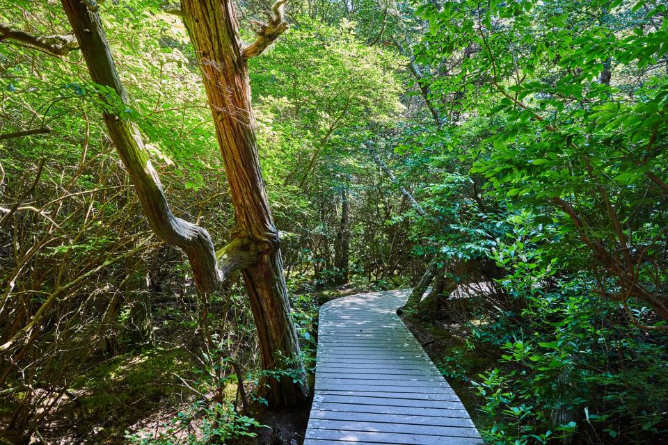 The boardwalk at the Atlantic White Cedar Swamp Trail in South Wellfleet