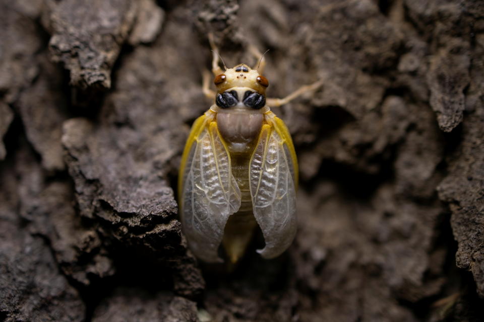 <p>Las cigarras no muerden ni pican, ni suponen plaga o riesgo alguno para ningún cultivo o para el ser humano, éstas solamente “cantan”. Aunque algunas culturas insisten en que causan las lesiones a las raíces de los árboles y pueden debilitarlos y enfermarlos. <strong>(REUTERS/Carlos Barria)</strong></p> 