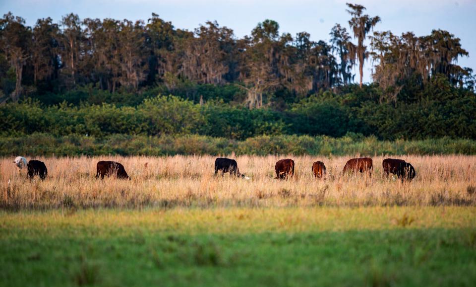 Cattle graze on rural land in Collier County east of Naples.
