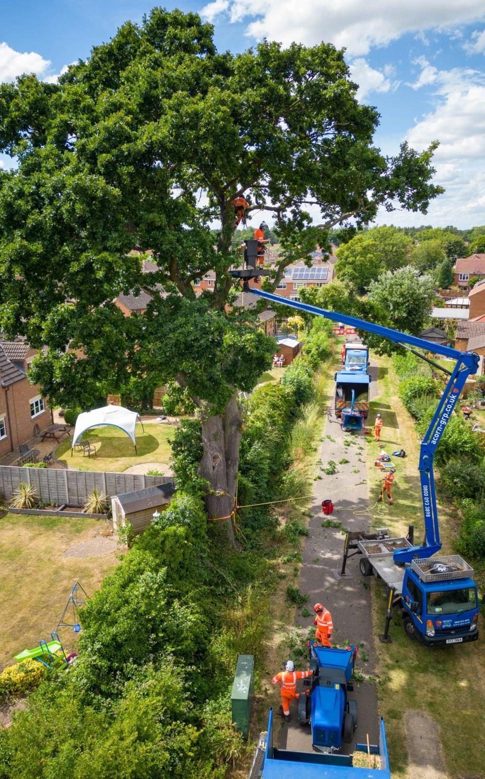 The tree's roots are said to be causing structural damage to nearby houses - Terry Harris