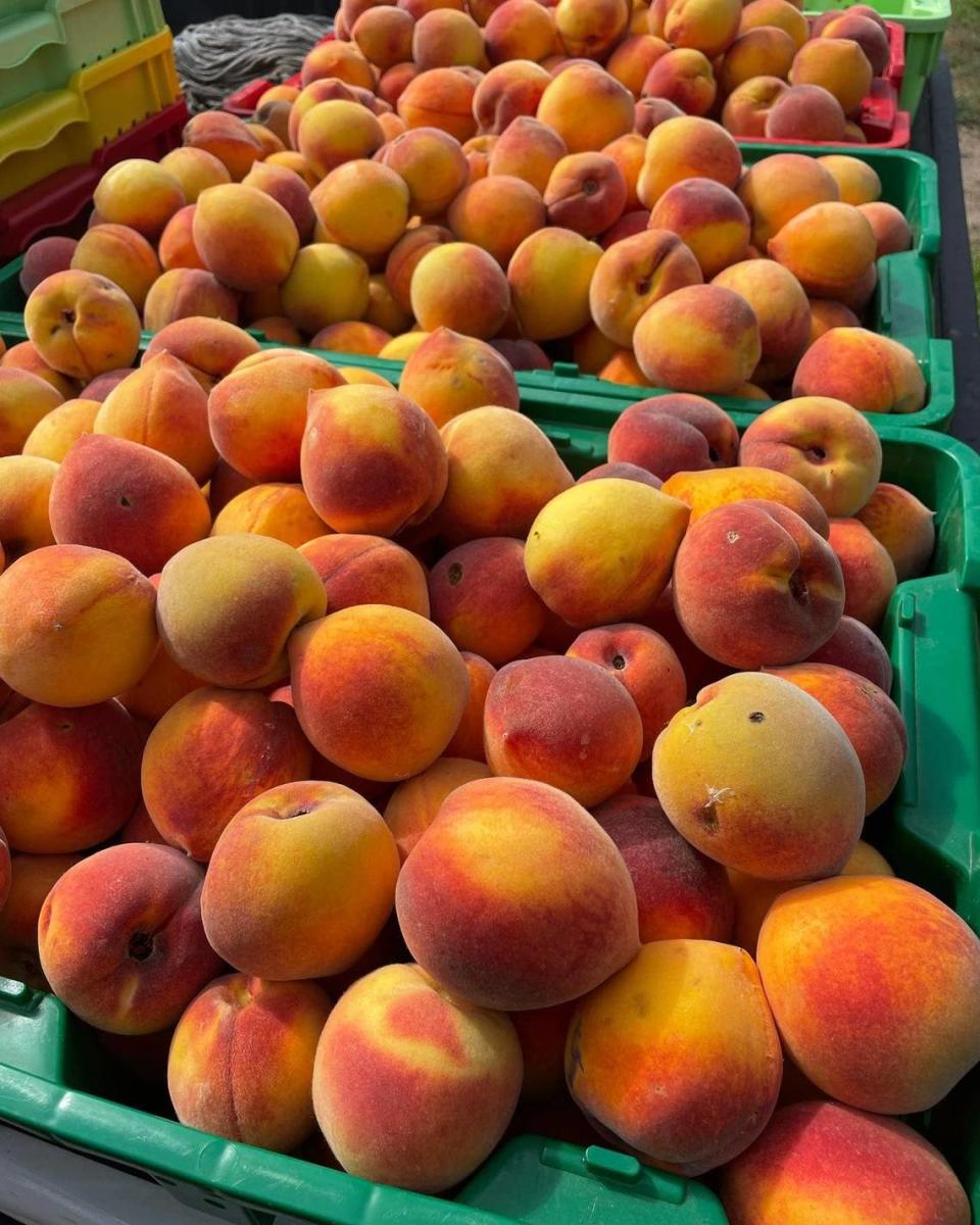 Blood Orchards sells its peaches from mid July to early September ever year.