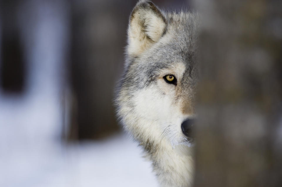 Wolf (Canus lupus) behind tree