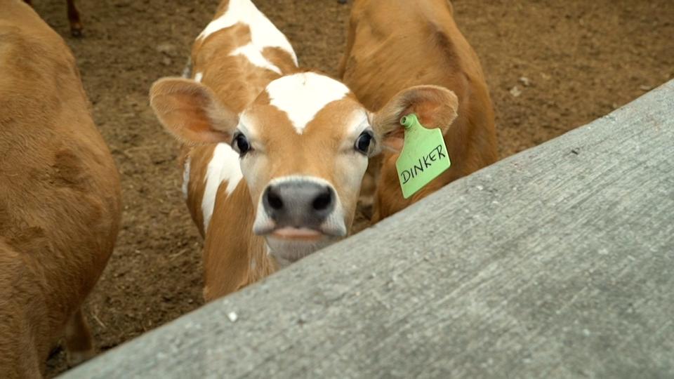 Dinker the cow eyes the camera at Stony Pond Farm in Fairfield on June 12, 2023.