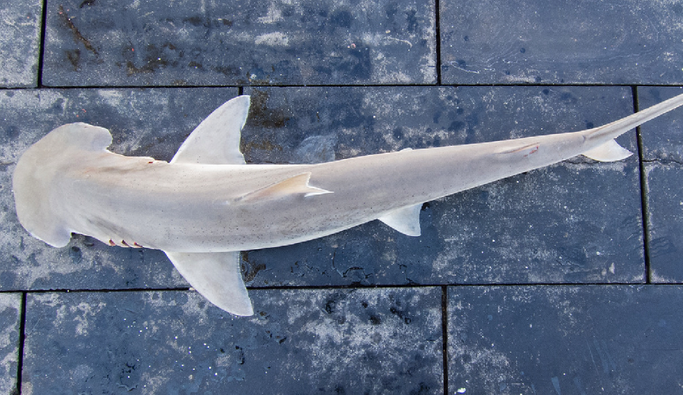 How To Catch Bonnethead Sharks On Artificial Shrimp