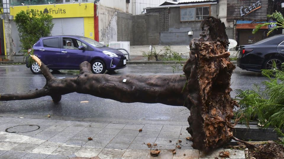 An uprooted tree in Naha, Okinawa Prefecture, on August 2, 2023. - Kyodo News/Getty Images