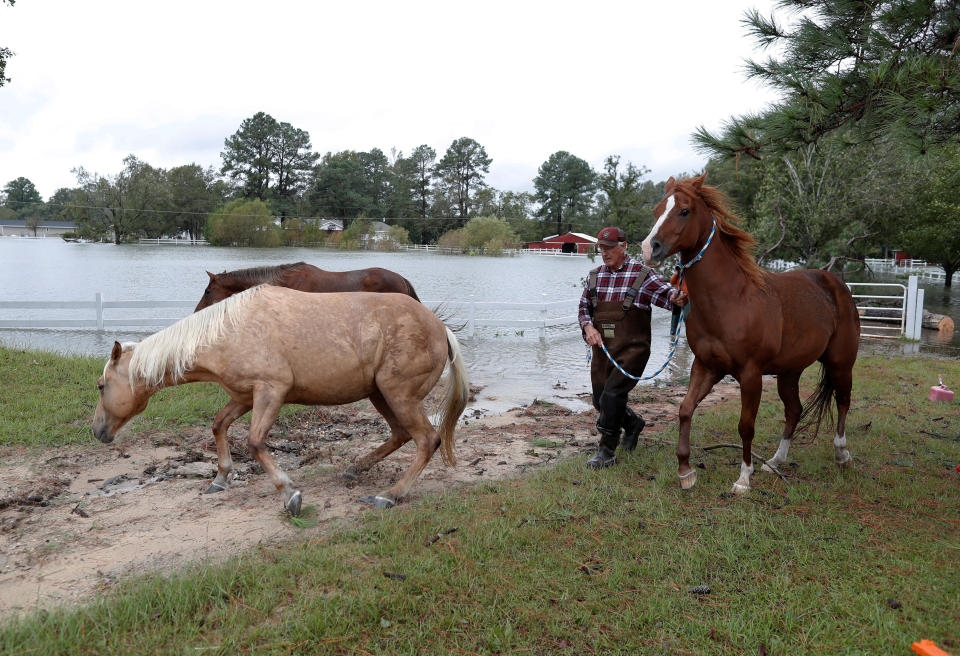 Horses are led to higher ground during Tropical Storm Florence in Lumberton, North Carolina, U.S. September 16, 2018.  REUTERS/Randall Hill