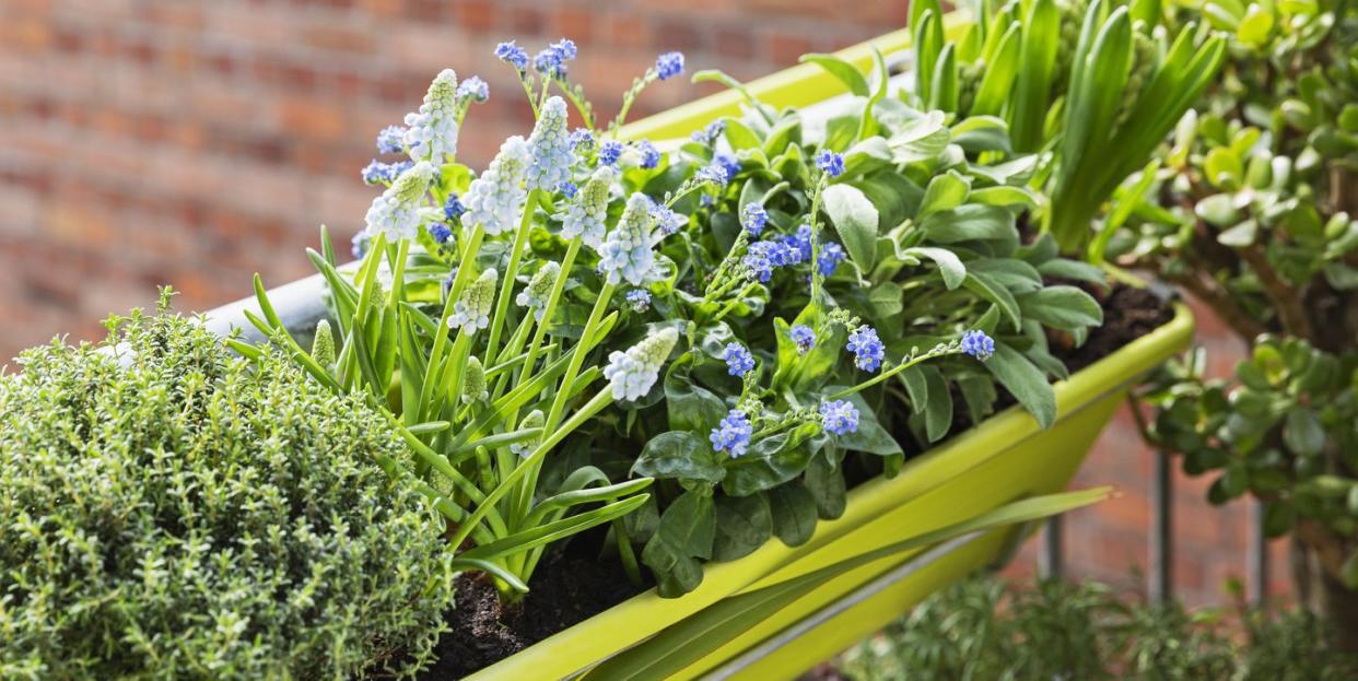 herbs and springtime flowers cultivated in balcony garden