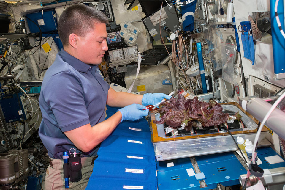 NASA astronauts have been doing a bit of gardening on the ISS. The Veg-01 project was a hardware validation experiment to demonstrate the ability to grow and harvest veggies in orbit. The direct followup called Veg-03 has moved on to testing modified water delivery systems and expanding the crop beyond the initial 