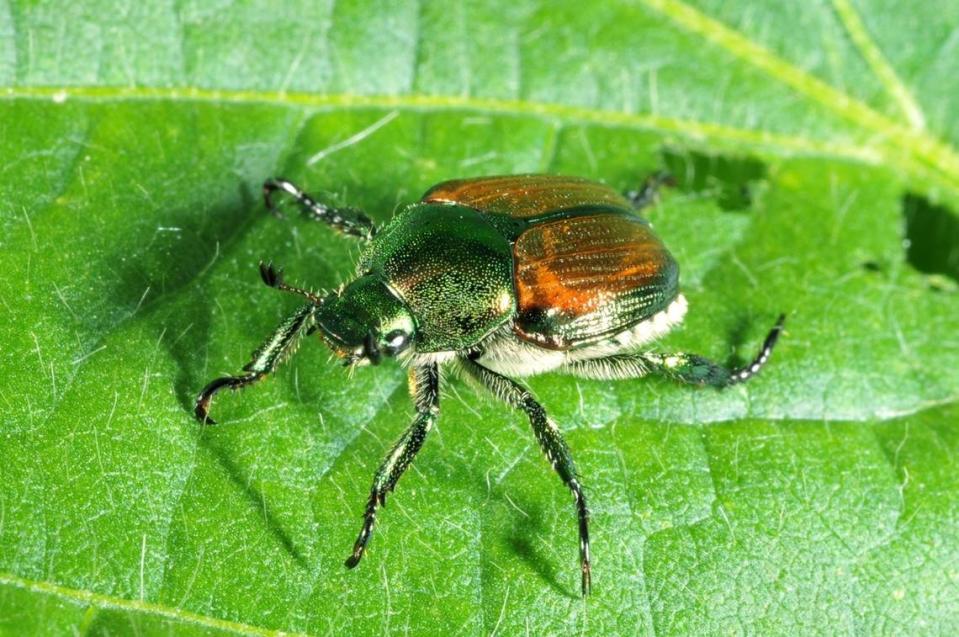 The Idaho Department of Agriculture has not detected any Japanese beetles in Boise since 2018.