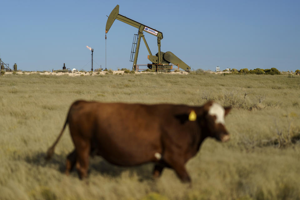 A cow walks through a field as an oil pumpjack and a flare burning off methane and other hydrocarbons stand in the background in the Permian Basin in Jal, N.M., Thursday, Oct. 14, 2021. (AP Photo/David Goldman)