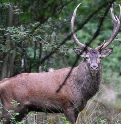 Eole, un cerf de 16 ans, roi de la forêt de Mormal, a été abattu ce mercredi 13 décembre.