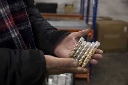 Asmund Asdal, Senior Adviser from NordGen, holds 4 different samples of rice seeds from the Philippines at the International gene bank Svalbard Global Seed Vault (SGSV) near Longyearbyen on Spitsbergen, Norway, October 20, 2015. REUTERS/Anna Filipova