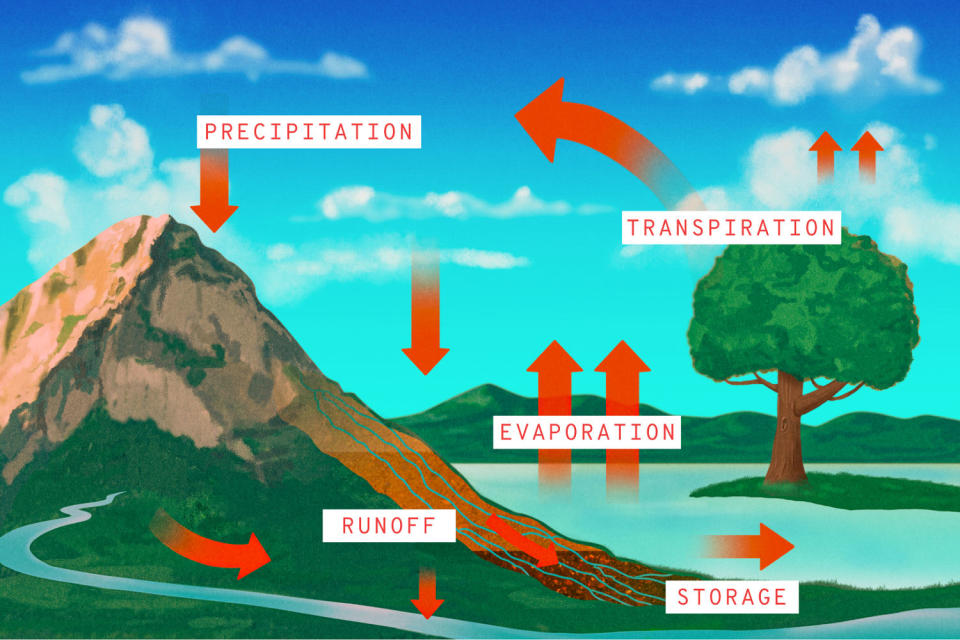 Labeled illustration of the water cycle (Julia Dufossé for NBC News)