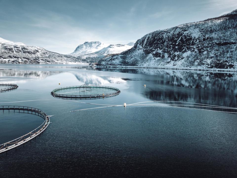 A sudden surge in algae has killed at least eight million salmon in one week across Norwegian fish farms, the state-owned Norwegian Seafood Council has said.The enormous algal blooms, due to recent warm weather, have spread rapidly around Norway’s northern coast, sticking to fishes’ gills and suffocating them.Wild fish can swim away from the lethal clouds of aquatic organisms, but farmed fish are trapped.The algae is continuing to spread, the Norwegian Directorate of Fisheries said.The organisation said on Tuesday that more than 10,000 tonnes of farmed salmon, with a sales price of some 620 million Norwegian crowns (£56m), had been killed, but the Seafood Council said the loss would be much greater.“It’s too soon to say how big the losses will be for the producers. Preliminary numbers point to eight million dead fish, corresponding to 40,000 tonnes of salmon that won’t reach markets,” Seafood Council analyst Paul Aandahl said.This means the algae may already have wiped out over £200m worth of fish in total.Similar algal blooms have been reported on the west coast of Scotland in recent weeks, and experts told The Independent the algae, believed to have killed thousands of fish in Loch Fyne, had come very early in the year. Hundreds of tonnes of dead fish were removed following the bloom, according to the BBC.Norway is the world’s largest exporter of salmon and the effect of the millions of deaths will likely see half the expected growth in salmon volumes wiped out this year as a result, while prices are likely to rise, said Lars Konrad Johnsen, an analyst at Fearnleys, an investment bank which specialises in maritime industries.“Providing the net effect is something in the area of 20 – 30 thousand tonnes, this means you lose around half of the growth that was to come this year – and that will no doubt affect prices,” Mr Johnsen told Reuters.Norway exported 1.24 million tonnes of salmon in 2018, up 2.5 per cent from 2017, according to data from Statistics Norway. This year Fearnley had expected a volume growth of around 4 per cent.The colossal death toll comes as Mowi, the world’s biggest salmon farming company, which is also Norwegian, is being investigated over claims it has misreported the volume of chemical medications it uses to fight disease at its Scottish salmon farms. Overuse of chemicals has disastrous impacts on the surrounding marine environment.Farmed salmon stocks are already collapsing due to infestations of sea lice, which have in turn affected wild stocks. Last month, Mowi revealed the amount of gutted salmon it produced from Scottish waters had fallen by 36 per cent in a year, with infestations of sea lice and disease blamed.Open-net salmon farms, alongside climate change and soaring demand for salmon are all blamed for impacting wild salmon populations, which have dwindled to the lowest levels ever recorded.There are now no commercial wild salmon fishing stations operating in the UK due to the collapse in numbers.“We had a major bloom here in upper Loch Fyne a fortnight ago,” Alastair Sinclair, the national coordinator for the Scottish Creel Fishermen’s Federation, told The Independent.He said the overall impact of salmon farming was having a serious effect on the marine environment.“It’s a huge risk to the inshore fishing industry in the sense that these farms are generally sited in sea lochs which historically have been known as breeding and spawning grounds for every species you could imagine.”“There’s basically no fish stocks left on the west coast. It’s become almost a marine desert, and the use of these chemicals (from the salmon farming industry) has not helped the situation – they are exacerbating it.” He added: “There are many concerned communities on the west coast where salmon farming takes place, who are worried the future has not been thought of here… We’re all pretty worried.”Additional reporting by Reuters