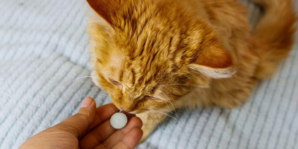 An orange tabby cat is taking a pill that is held out in a hand.
