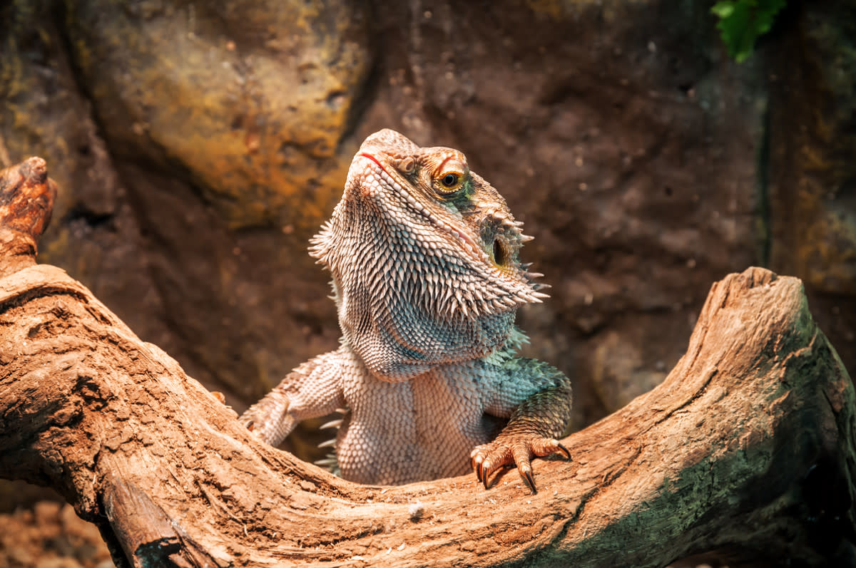 A bearded dragon peering over a branch<p>Vova Shevchuk via Shutterstock</p>