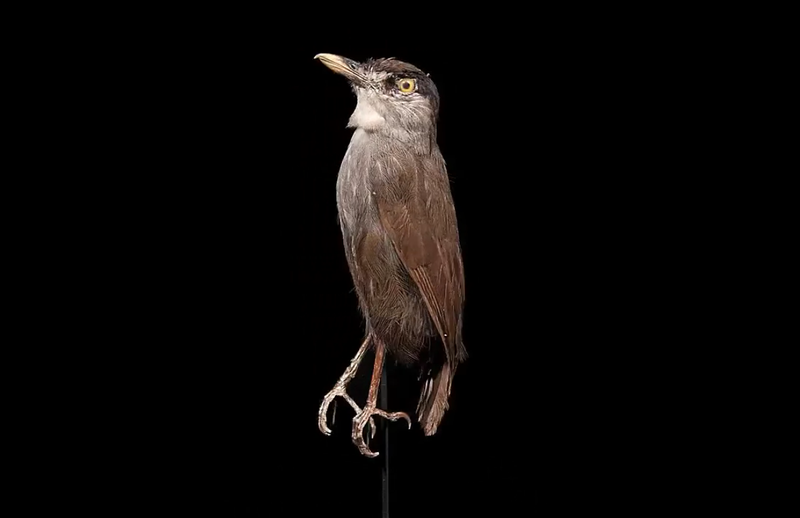 Black-browed babbler specimen, collected in 1850