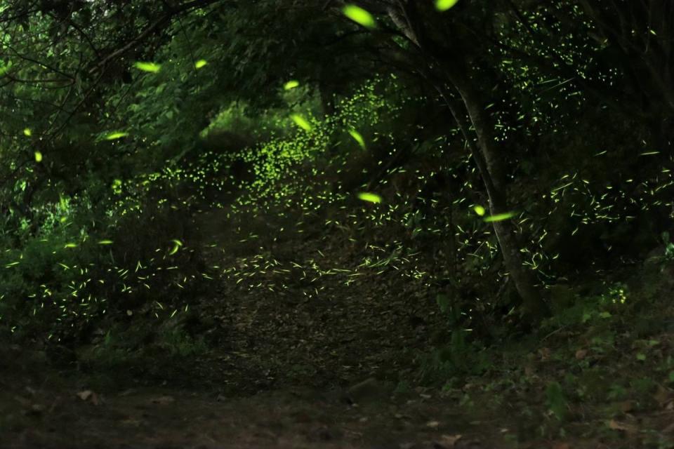 梅嶺螢火蟲。   圖：台南市政府觀光旅遊局／提供