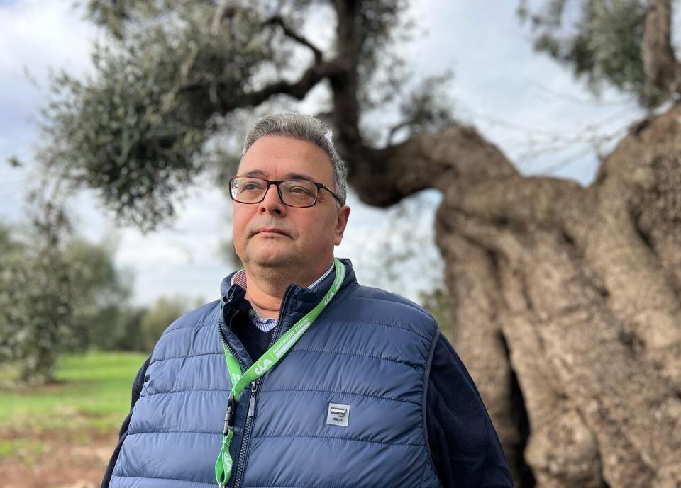 Puglia's failure to act 10 years ago has reduced the region's olive oil production by as much as 50 per cent, says Giannicola D’Amico, the regional vice-president of the country’s farming association, CIA-Agricoltori Italiani.