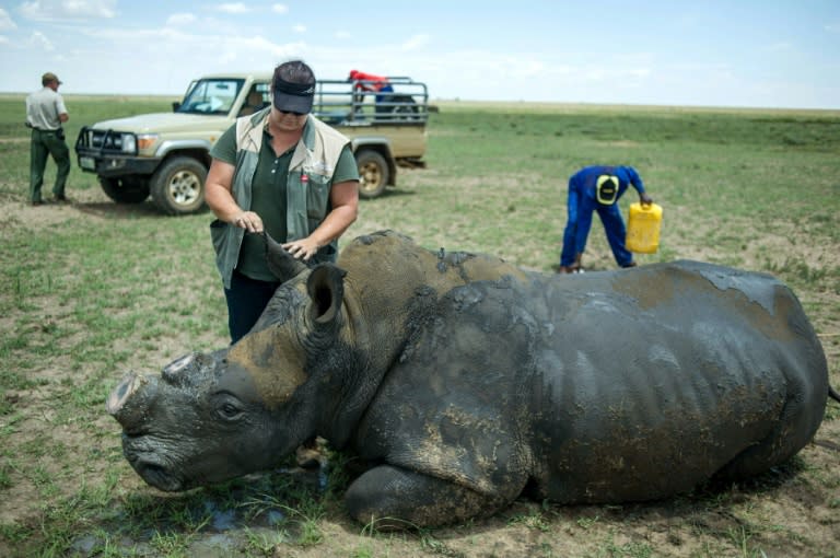 The owner of the world's largest rhino farm says his technique of dehorning the animals under sedation is humane and discourages poachers