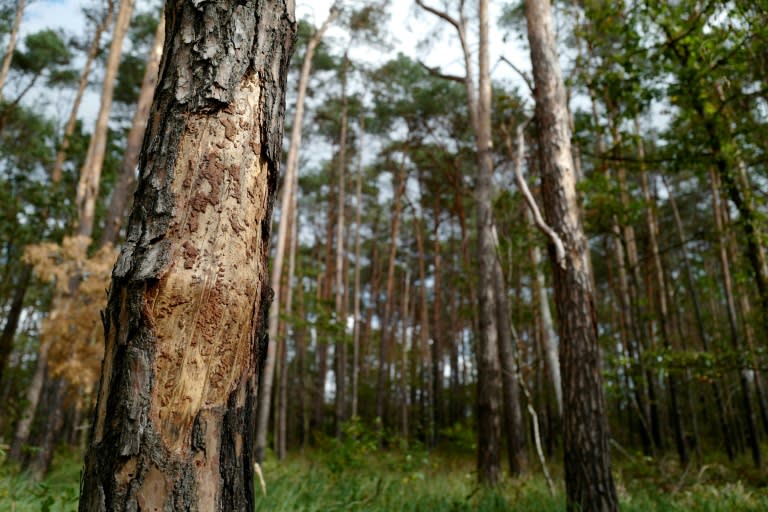 Waldbesitzer und Umweltschützer haben in einem gemeinsamen Schreiben an die Bundesregierung Ersatz für im Rahmen der Haushaltskrise weggefallene finanzielle Mittel für die Holz- und Waldforschung gefordert. (John MACDOUGALL)