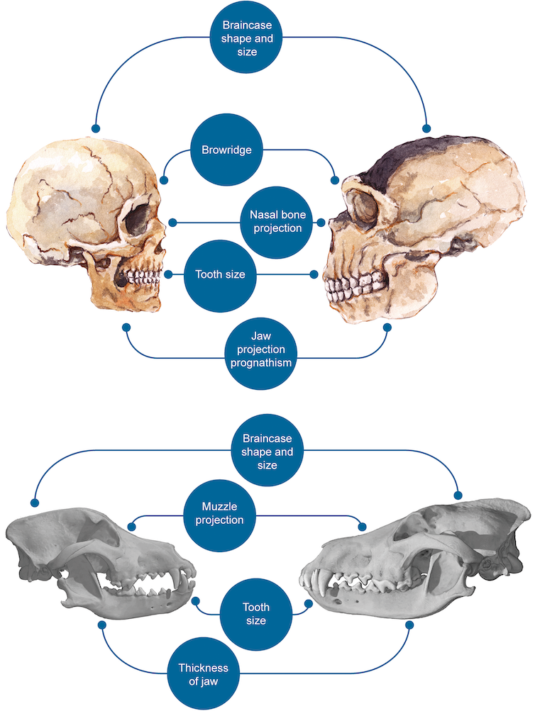 <span class="caption">Similarities between modern humans and domesticated dogs, in contrast to archaic humans (here Neanderthal) and wild wolves.</span> <span class="attribution"><a class="link " href="https://journals.plos.org/plosone/article?id=10.1371/journal.pone.0185306" rel="nofollow noopener" target="_blank" data-ylk="slk:Theofanopoulou C PLoS ONE 12(10): e0185306;elm:context_link;itc:0;sec:content-canvas">Theofanopoulou C PLoS ONE 12(10): e0185306</a>, <a class="link " href="http://creativecommons.org/licenses/by/4.0/" rel="nofollow noopener" target="_blank" data-ylk="slk:CC BY;elm:context_link;itc:0;sec:content-canvas">CC BY</a></span>