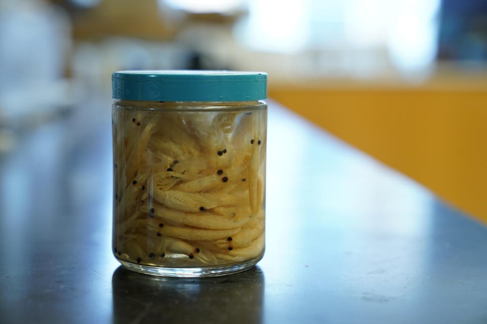 A jar of krill sits on a lab counter at the Virginia Institute of Marine Science in Gloucester Point, Va., on May 10, 2023. At the lab, researchers are examining how warming oceans — Antarctic krill need water colder than 4 degrees Celsius (39 Fahrenheit) to survive — are altering krill's life cycle. It's a task made more urgent by a record loss in sea ice this year. (AP Photo/Patrick Semansky)