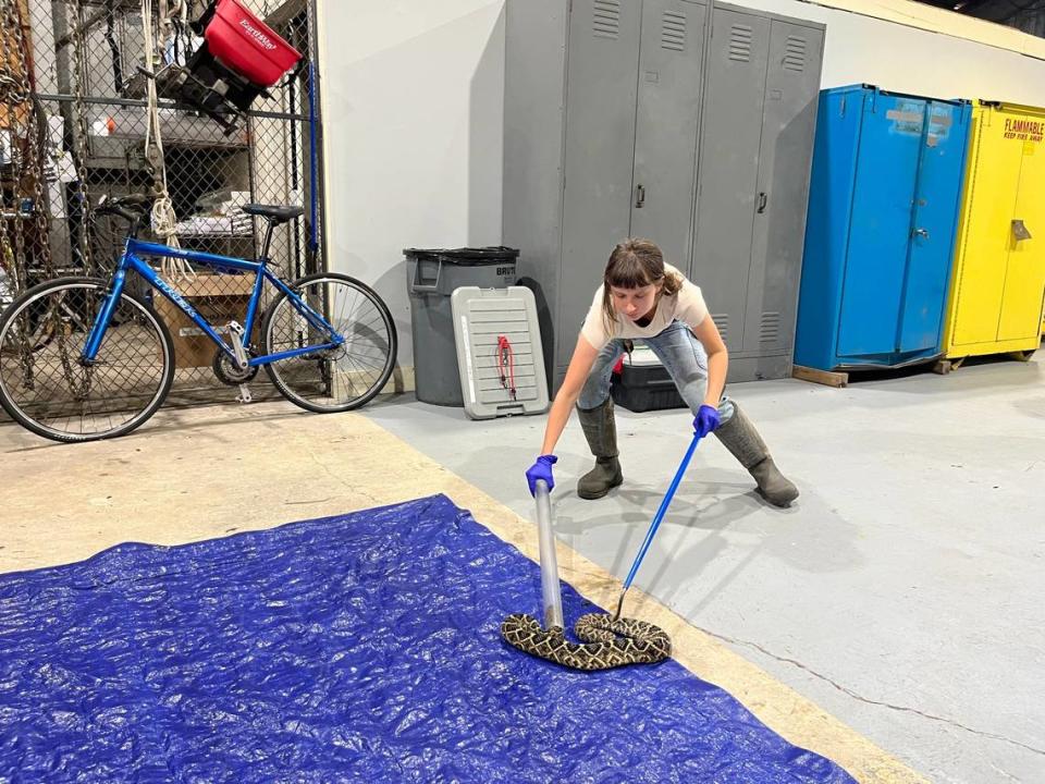 Emily Gray attempts to coax an eastern diamondback rattlesnake into a plastic tube so it can be safely handled as measurements are taken. A microchip also was inserted in the snake so it can be tracked over time.