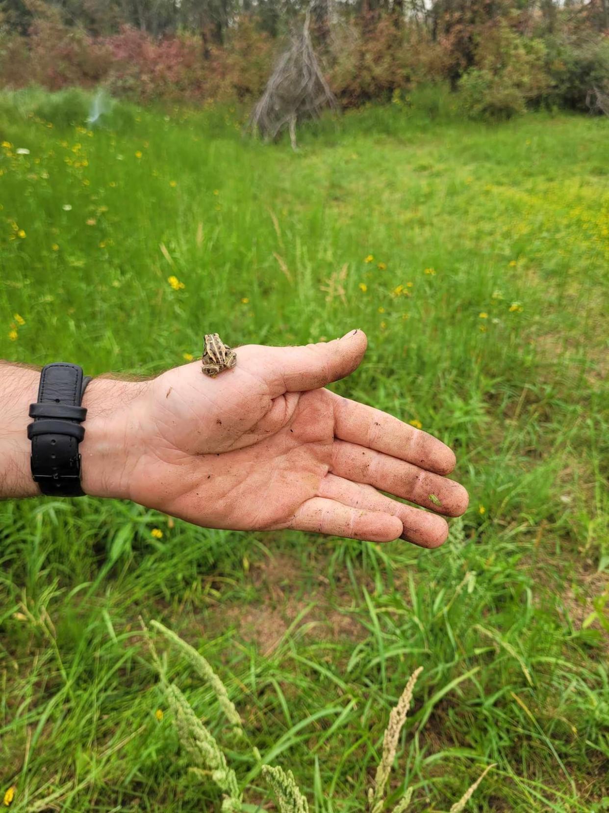 A Saturday afternoon post from Fort Smith Protective Services assured community members that the frogs in the beloved frog ponds are “happily hopping about” despite extensive thinning operations in the surrounding area.  (Fort Smith Protective Services/Facebook - image credit)