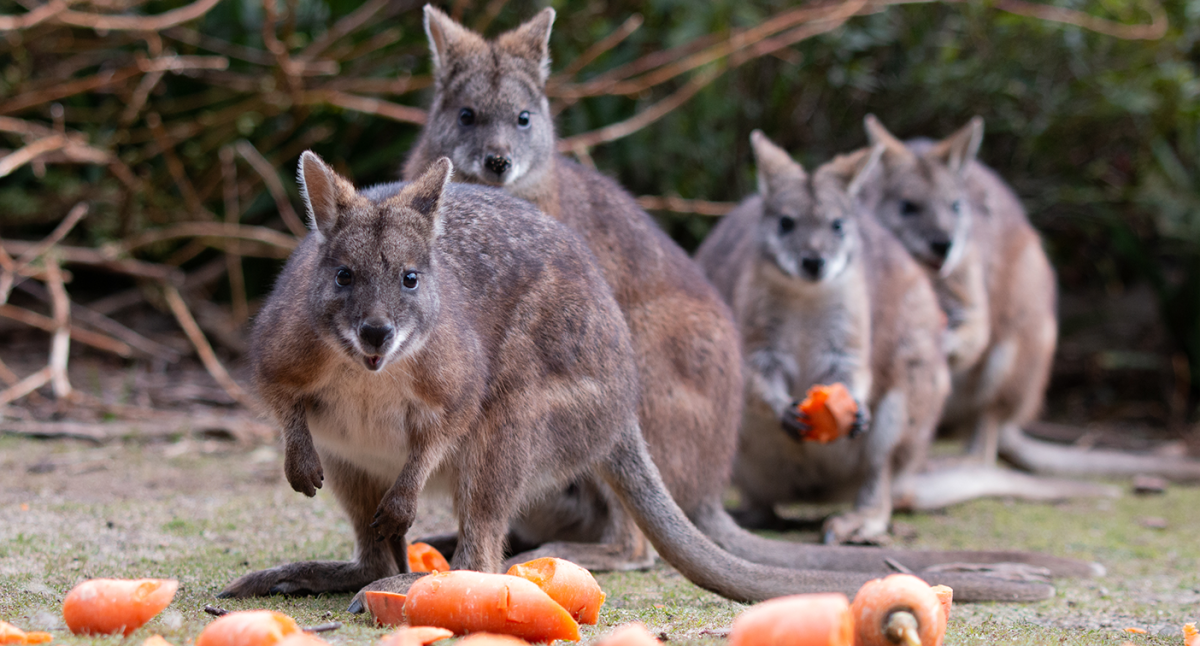 Little known detail about Aussie wildlife facing extinction