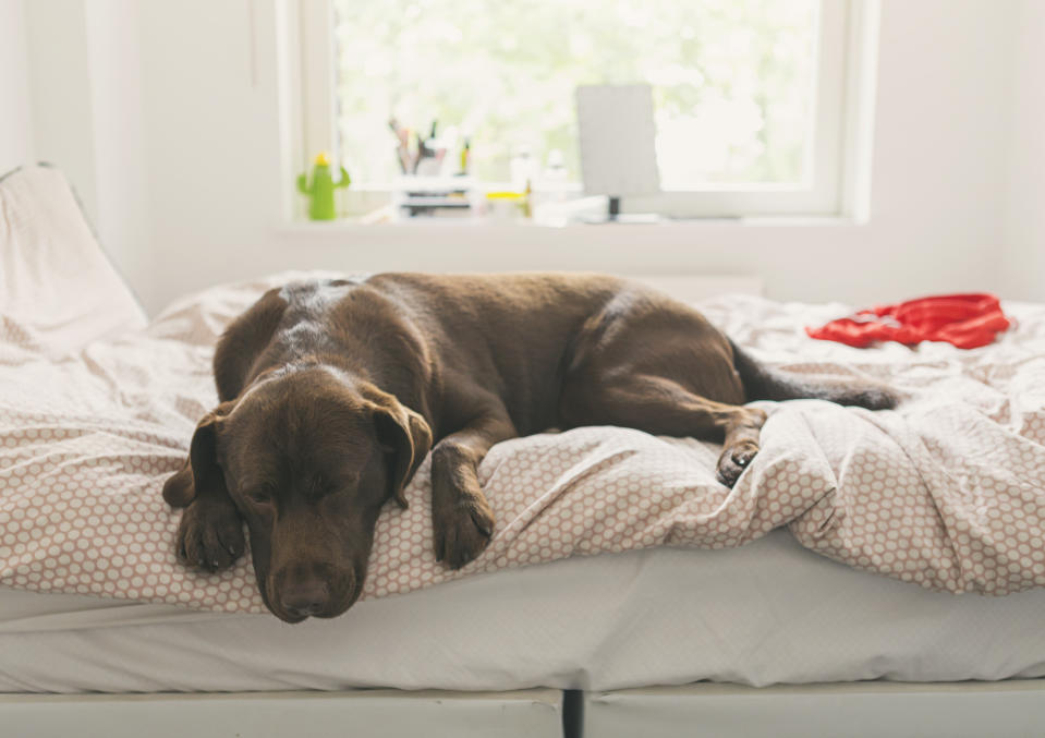 Pet dog asleep on teen's bed