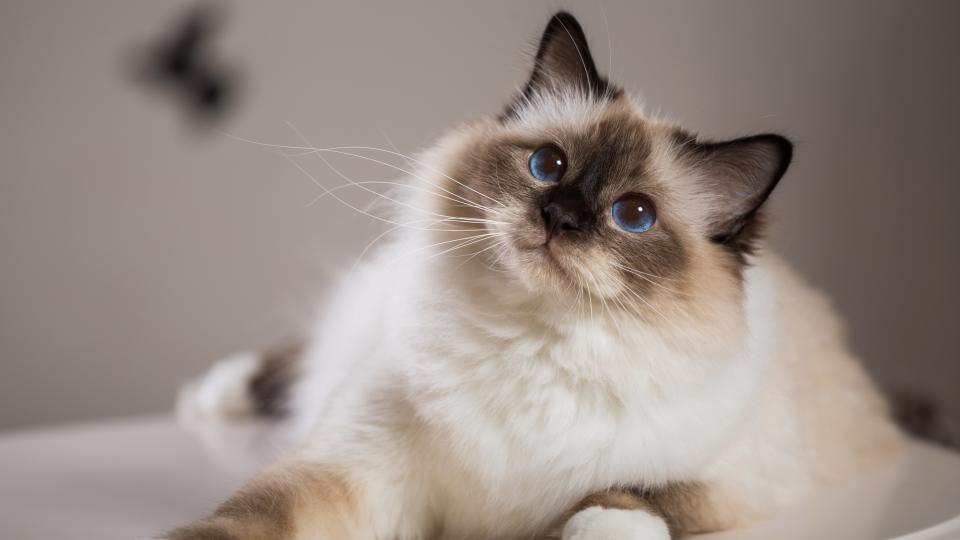 Birman cat