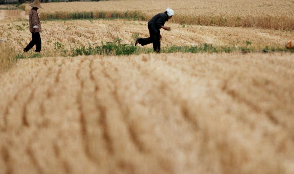 Anhui Province Begins Wheat Harvest