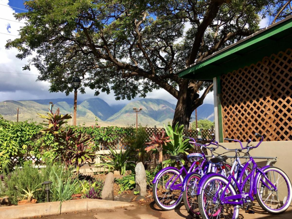 Bikes, snorkels and surfboards can be enjoyed by guests (Hakuna Matata Maui Hostel)