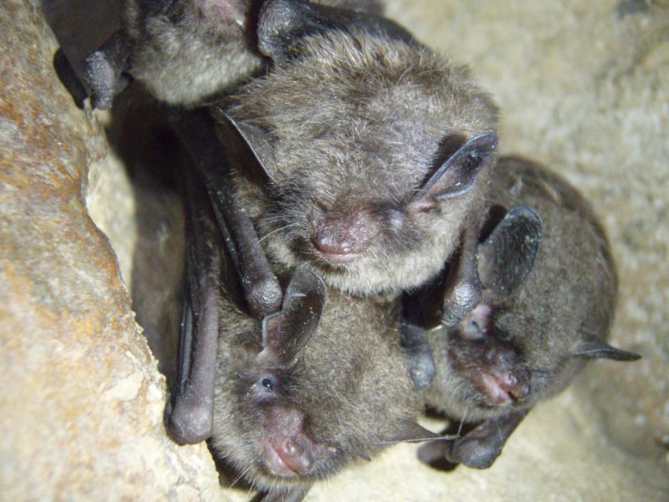 One mammal protected by the Endangered Species Act is the endangered Indiana bat, which has declined drastically during the past 40 years despite recovery efforts. A cave in Great Smoky Mountains National Park houses a colony of 6,000-10,000 bats.