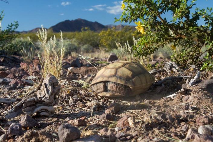 A Techno-tortoise, a 3D-printed model used to dupe ravens, sits on the desert floor.