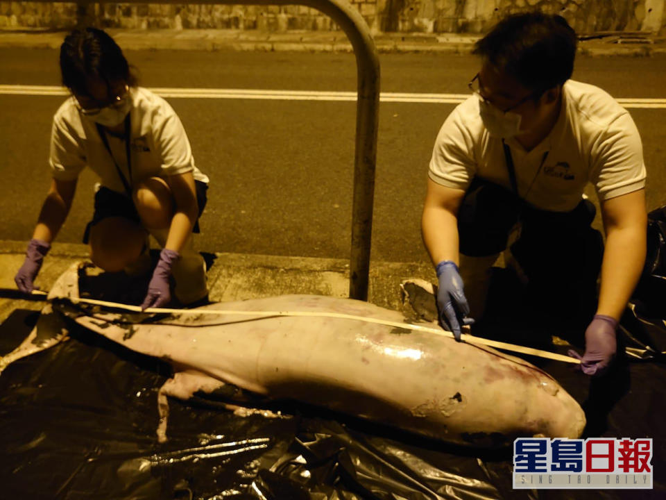 相片由香港海洋公園保育基金提供