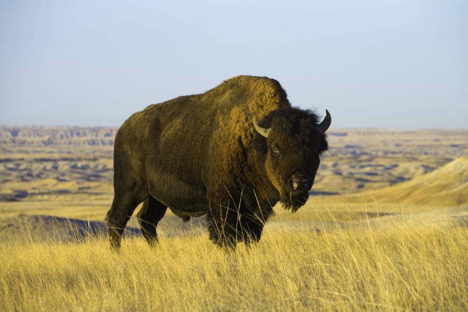 Badlands National Park, South Dakota, USA