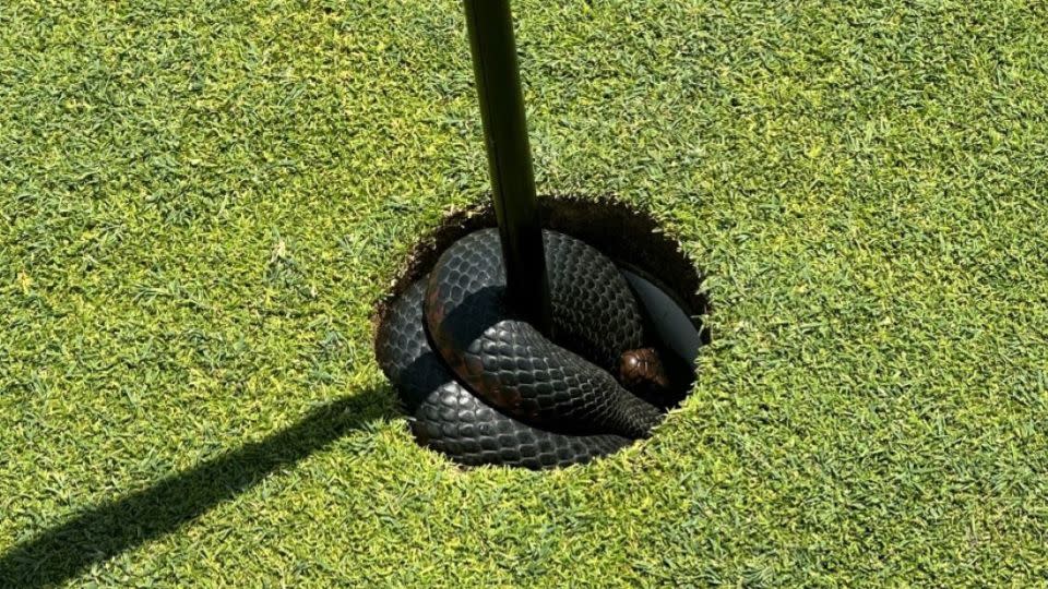 The red-bellied black snake found a cozy spot in the cup. - Luke Goodier / The Coast Golf Club