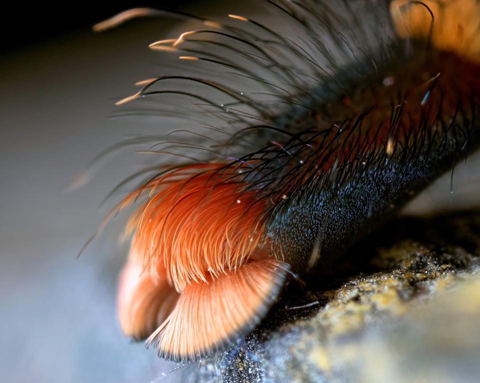 Spider photographer has a fetish for feet … all eight of them