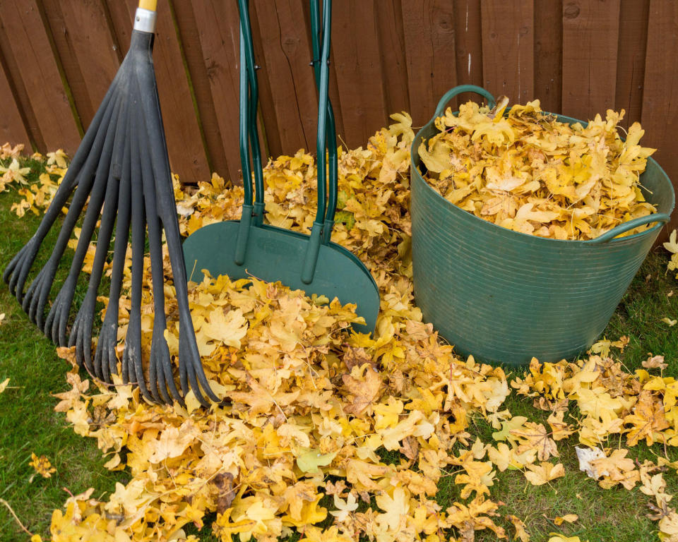 autumn leaves with rakes