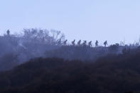A hotshot hand crew walks in line during a wildfire in Topanga, west of Los Angeles, Monday, July 19, 2021. A brush fire scorched about 15 acres in Topanga today, initially threatening some structures before fire crews got the upper hand on the blaze, but one firefighter suffered an unspecified minor injury. (AP Photo/Ringo H.W. Chiu)