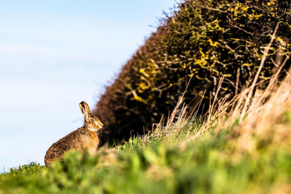 A European hare, also known as the brown hare (Lepus Europaeus)