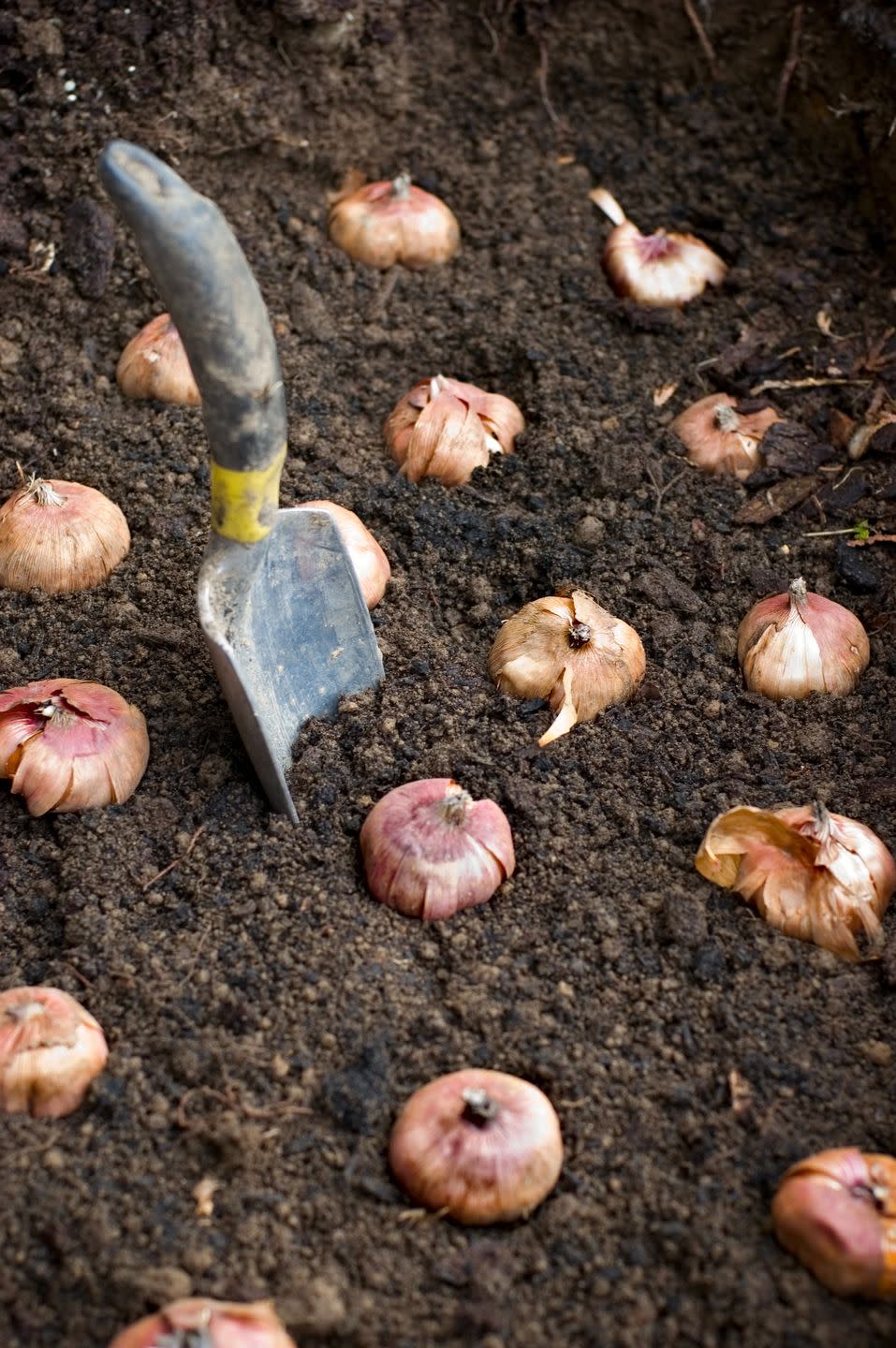 Plant Bulbs for Spring