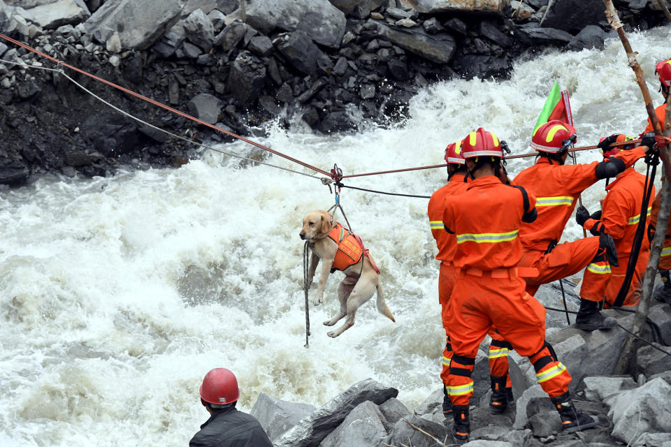 Rescue workers pull a rescue dog across a river