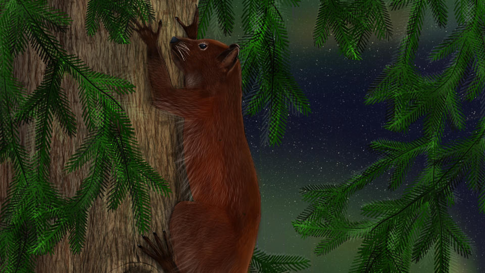 Here we see an illustration of a brown squirrel-like primate climbing a tree with an aurora in the background.