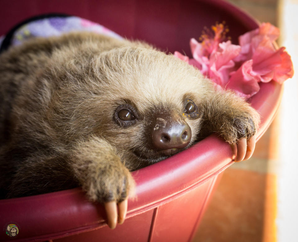 A baby two-fingered sloth rests in a bucket at Toucan Rescue Ranch's sloth nursery. (Photo: Zara Palmer)