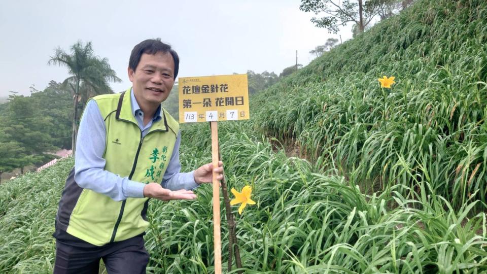 ▲虎山巖第1朵金針花何時開？花迷趕往虎山巖金針花園區，搶先拍下今年第1朵金針花開出金黃色花卉，今年還是一次開出2朵「姐妹花」，花迷直呼驚喜。（民眾提供）